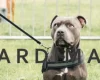 Staffordshire Bull Terrier