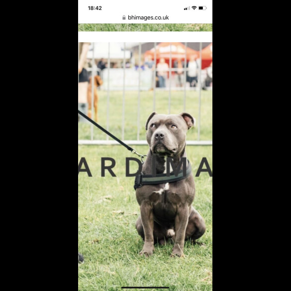 Staffordshire Bull Terrier