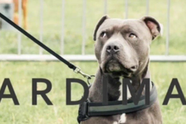 Staffordshire Bull Terrier