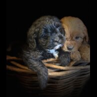 Cavapoo