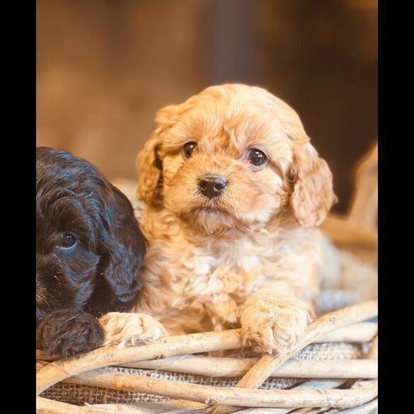 Cavapoo