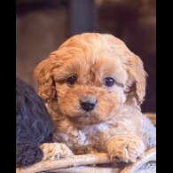 Cavapoo