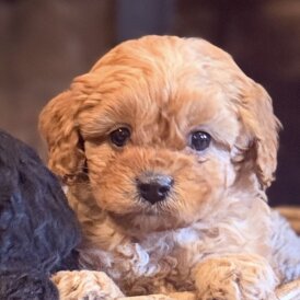 Cavapoo