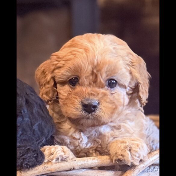 Cavapoo