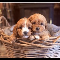 Cavapoo