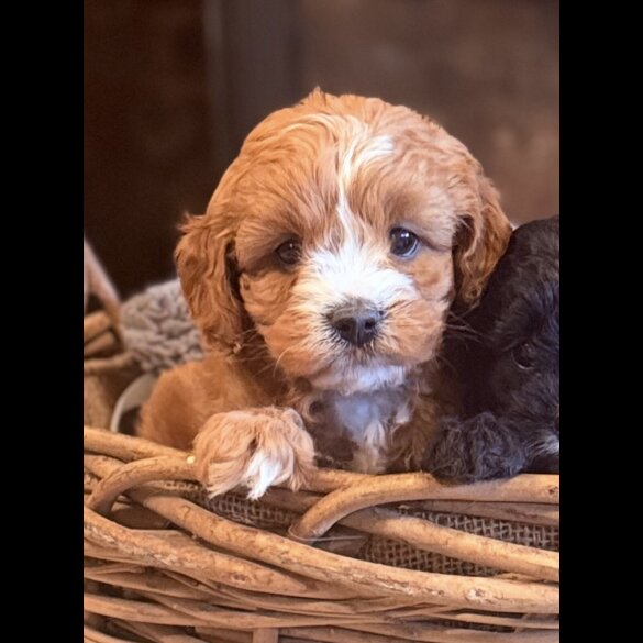 Cavapoo