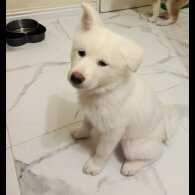 Japanese Akita Inu