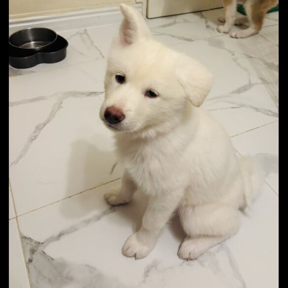 Japanese Akita Inu
