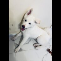 Japanese Akita Inu