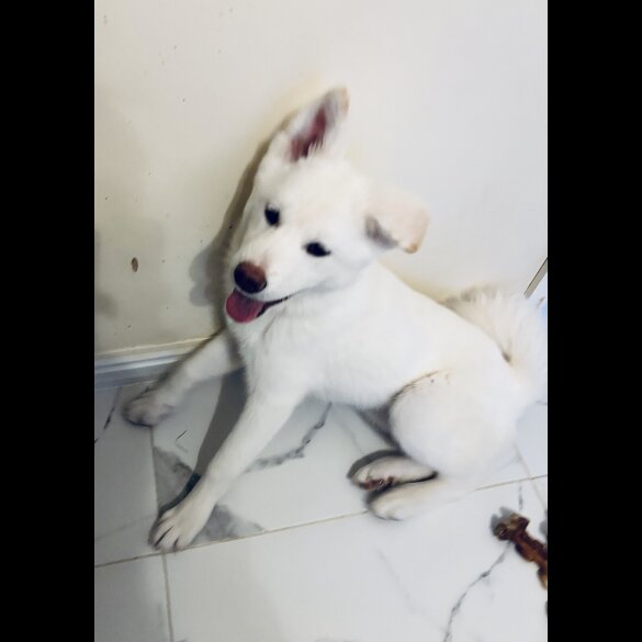 Japanese Akita Inu