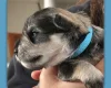 Miniature Schnauzer