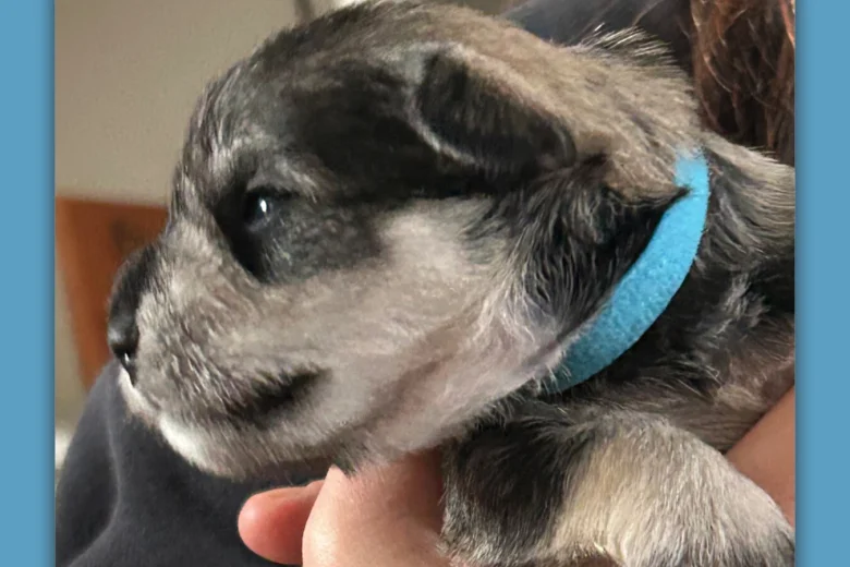Miniature Schnauzer