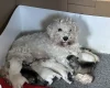 Miniature Schnauzer