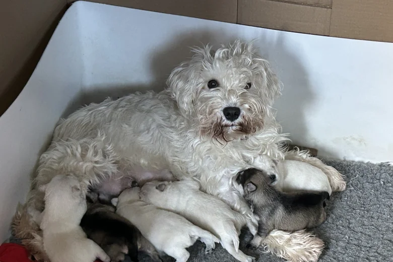 Miniature Schnauzer
