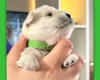 Miniature Schnauzer