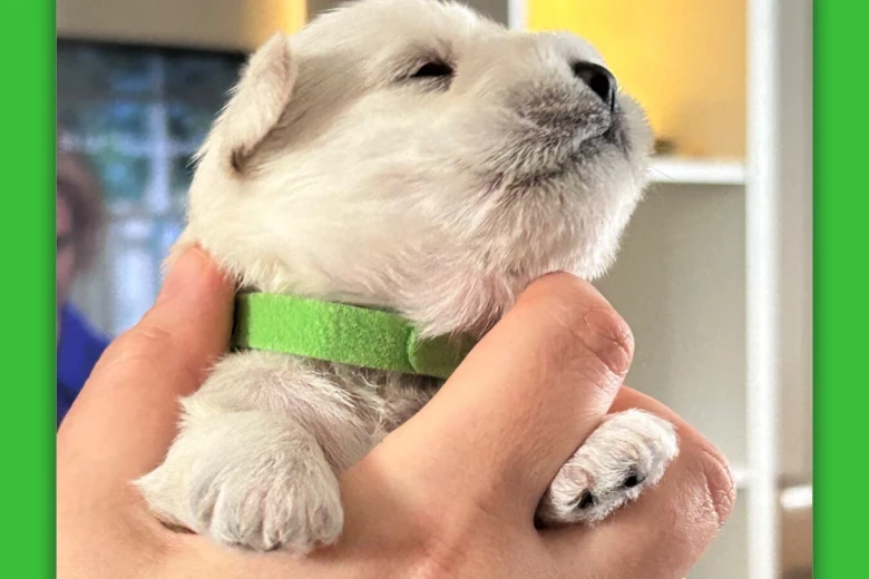 Miniature Schnauzer