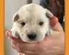 Miniature Schnauzer