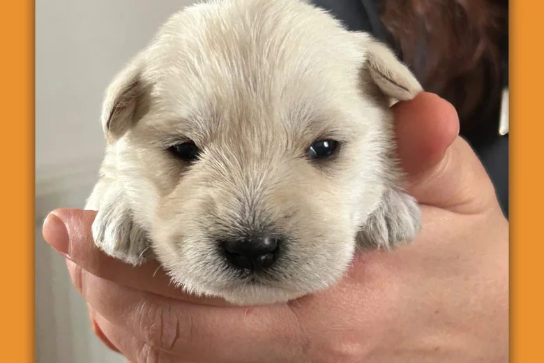 Miniature Schnauzer