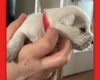 Miniature Schnauzer