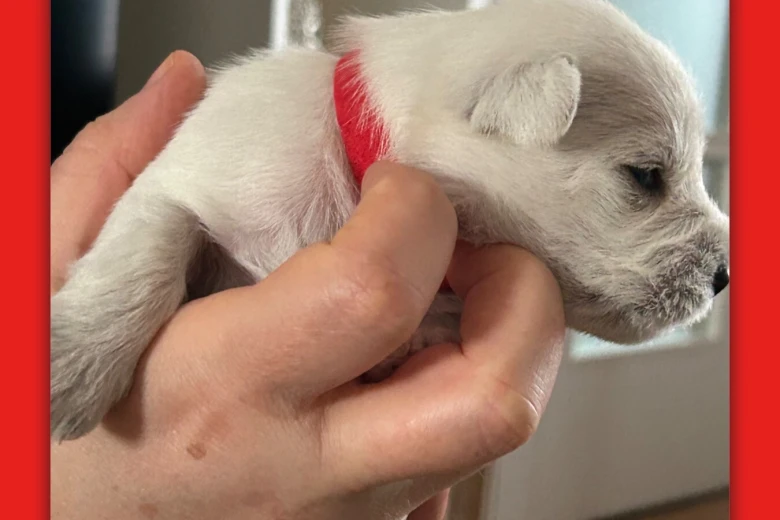 Miniature Schnauzer