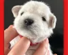 Miniature Schnauzer