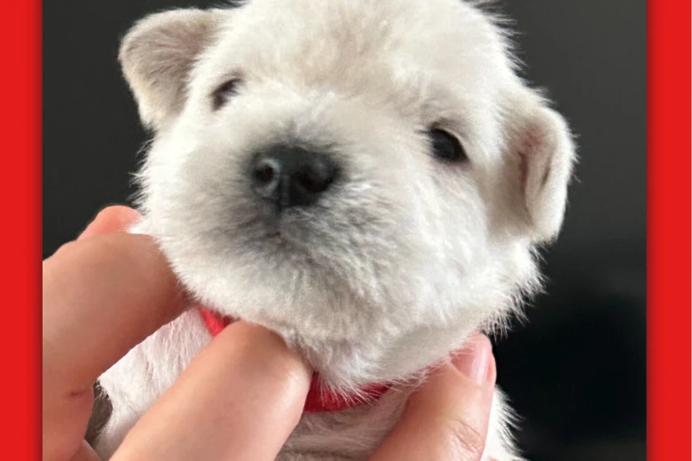 Miniature Schnauzer