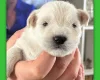 Miniature Schnauzer
