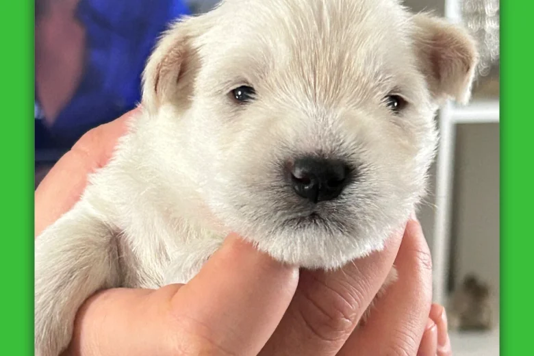 Miniature Schnauzer