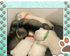 Miniature Schnauzer