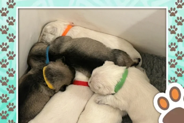 Miniature Schnauzer
