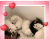 Miniature Schnauzer