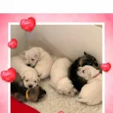 Miniature Schnauzer