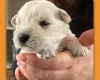 Miniature Schnauzer