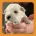 Miniature Schnauzer