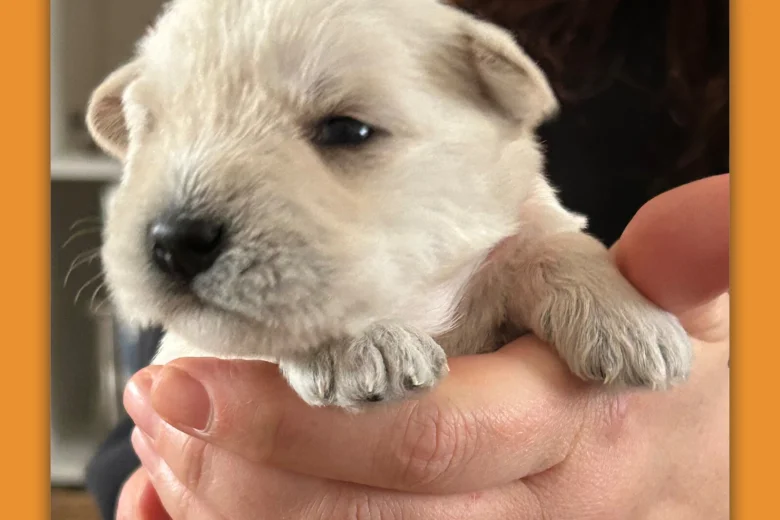 Miniature Schnauzer