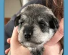 Miniature Schnauzer