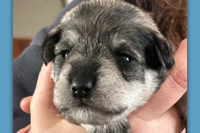 Miniature Schnauzer