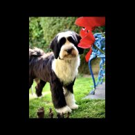 Tibetan Terrier