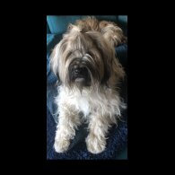 Tibetan Terrier