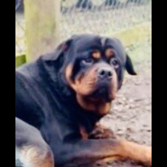 Rottweiler