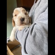 Cocker Spaniel (Show)