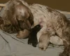 Cocker Spaniel (Show)