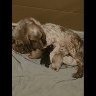 Cocker Spaniel (Show)