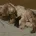 Cocker Spaniel (Show)
