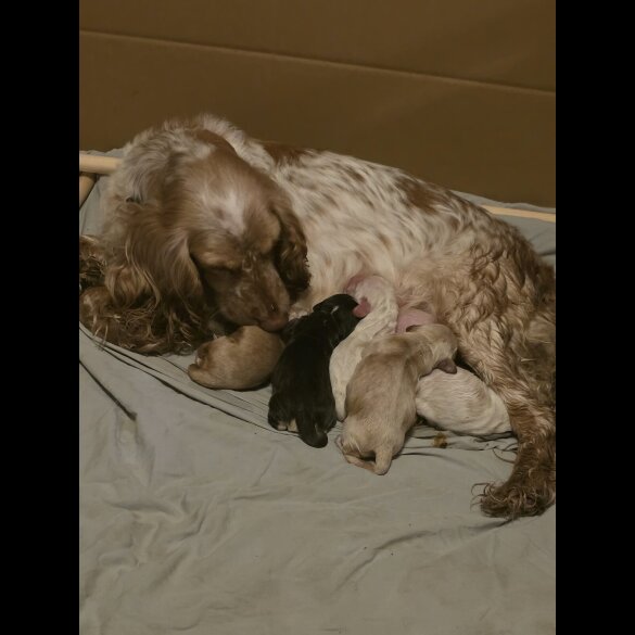 Cocker Spaniel (Show)