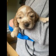 Cocker Spaniel (Show)