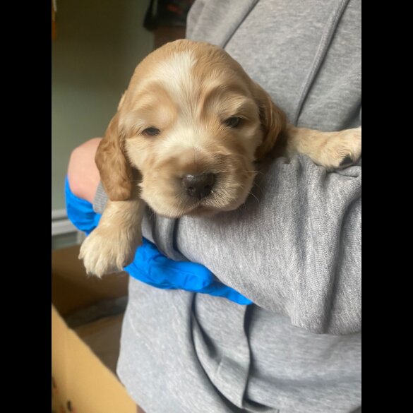 Cocker Spaniel (Show)