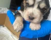 Cocker Spaniel (Show)