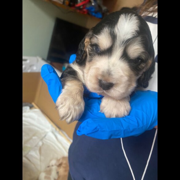 Cocker Spaniel (Show)