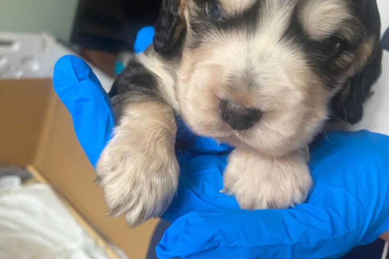 Cocker Spaniel (Show)